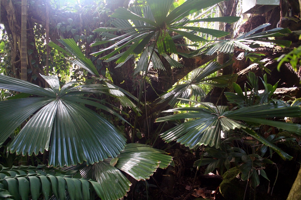 Fan-Leaved Plants